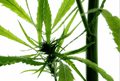 Why Are CBD Laws So Different Around Europe?